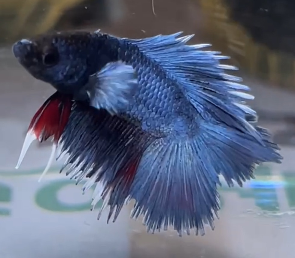 betta1325