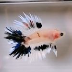 betta1335