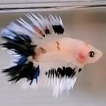 betta1335