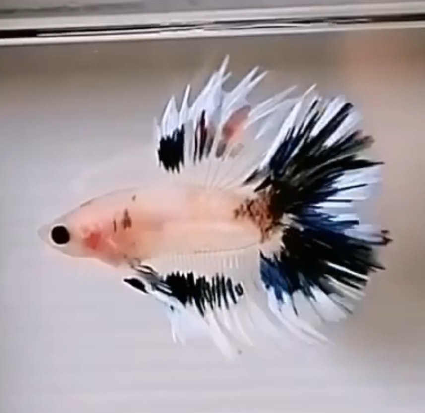 betta1335