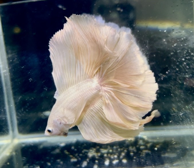 betta1334