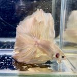 betta1334