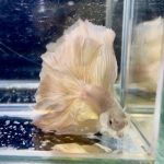 betta1334