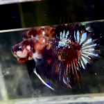 betta1330