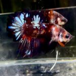 betta1330