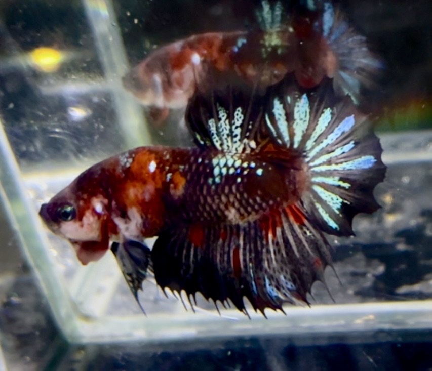 betta1330