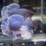 betta1332