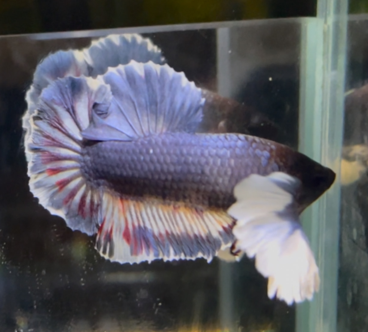 betta1332