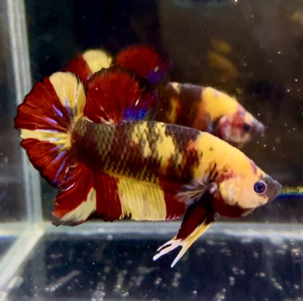 betta1328