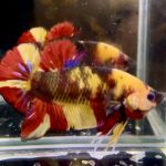 betta1328