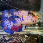 betta1333