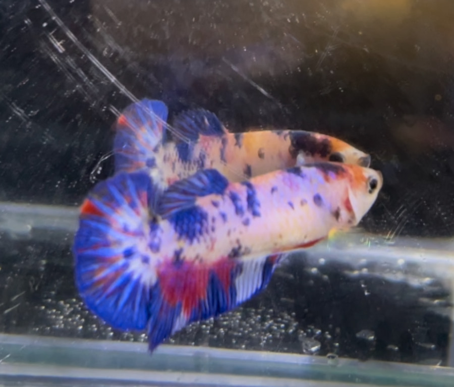 betta1333