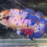betta1333