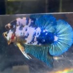 betta1329