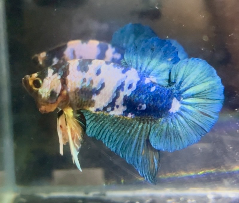 betta1329
