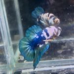 betta1329