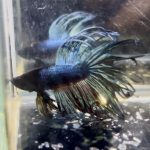 betta1327