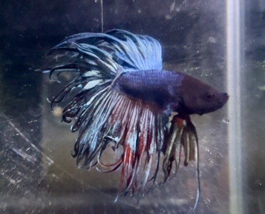 betta1327