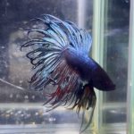 betta1327