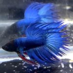 betta1331