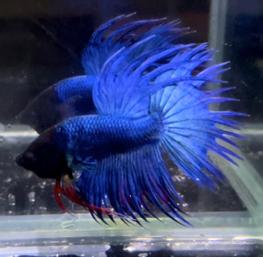 betta1331