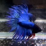 betta1331