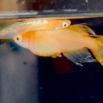 betta1338