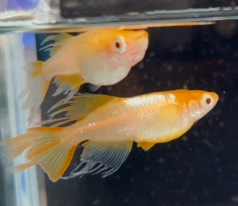 betta1338