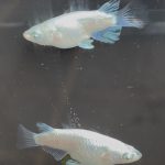 betta1337