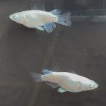betta1337