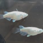 betta1337