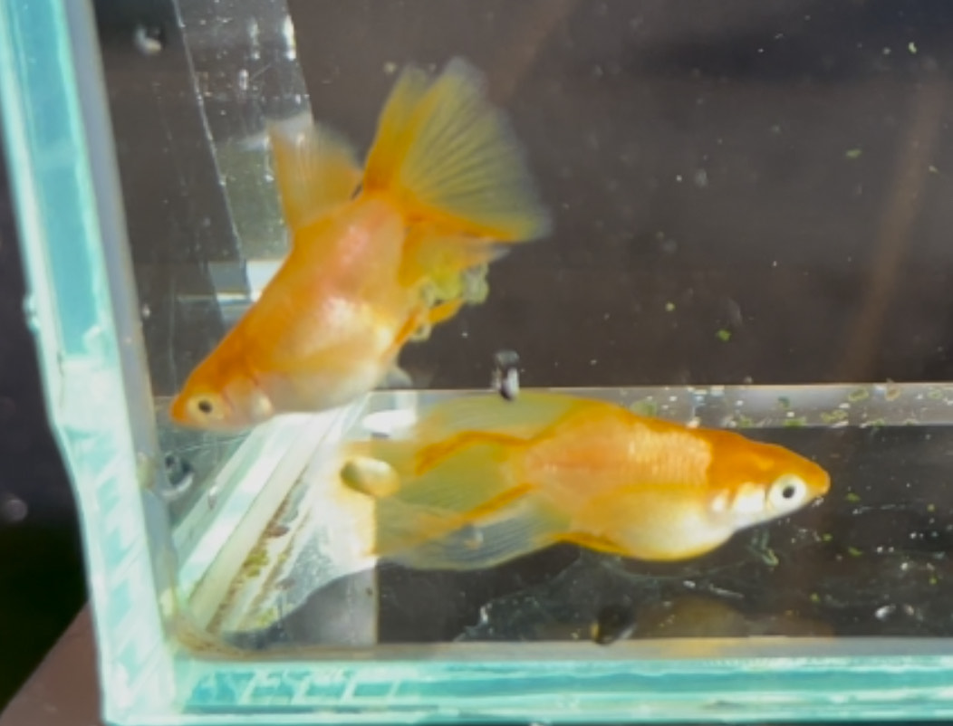 betta1336