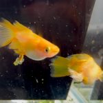 betta1336