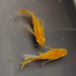 betta1336