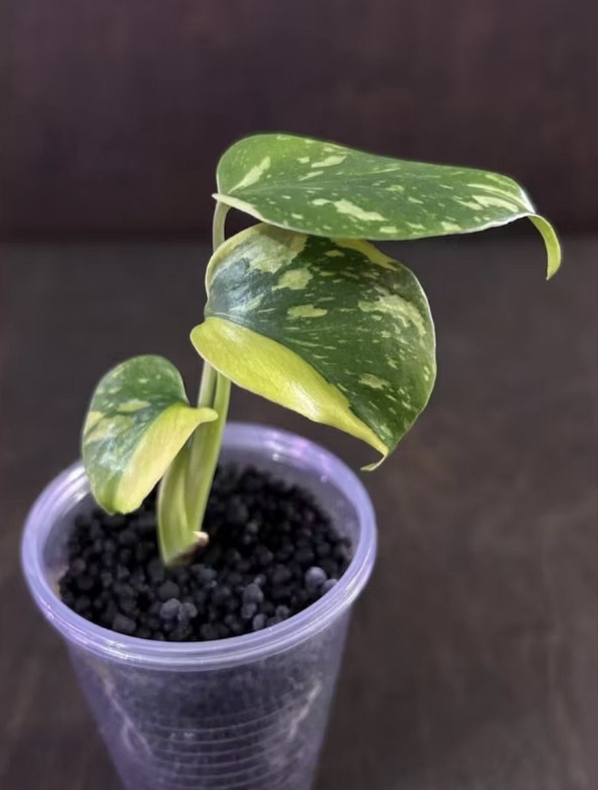 極上 モンステラ エレクトロライト B 極上 モンステラ エレクトロライト B 極上 モンステラ エレクトロライト B