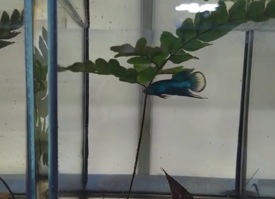 betta1360
