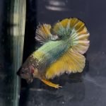 betta1367