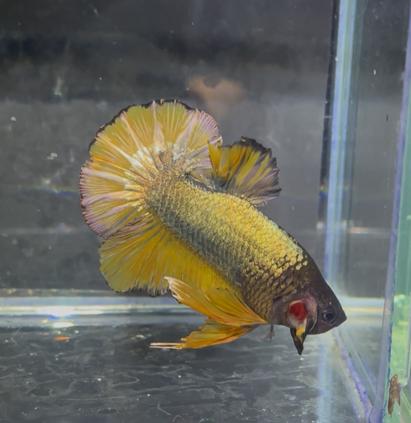 betta1367