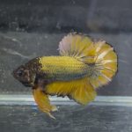 betta1367