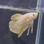 betta1365