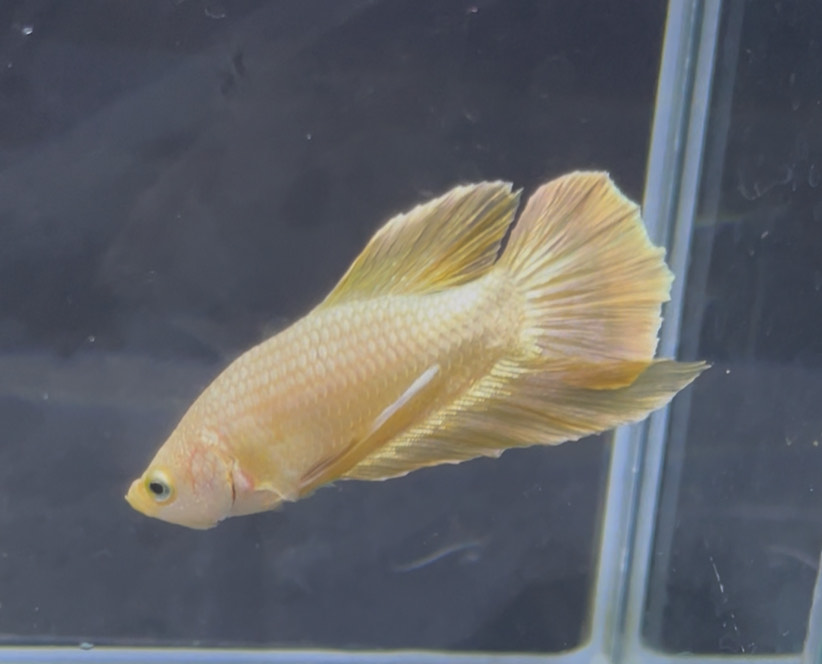 betta1365