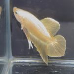 betta1365