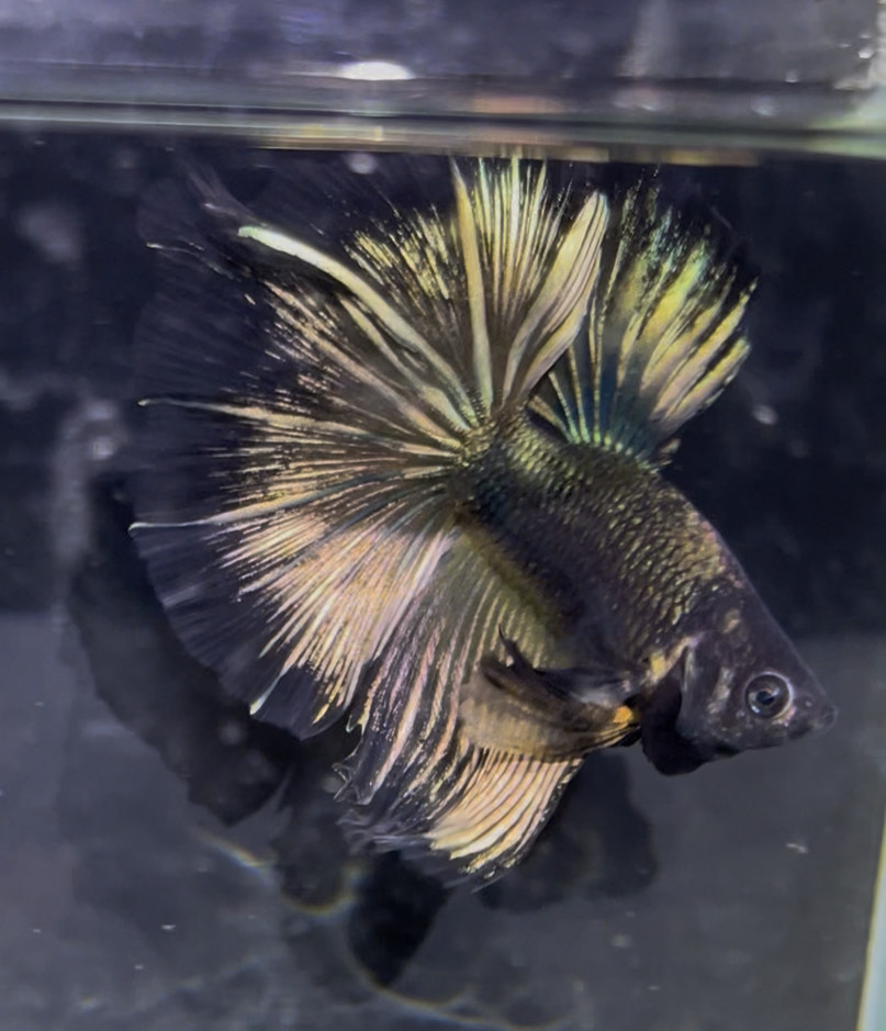 betta1369