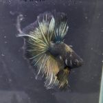 betta1369