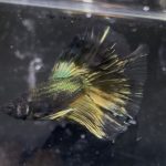 betta1369