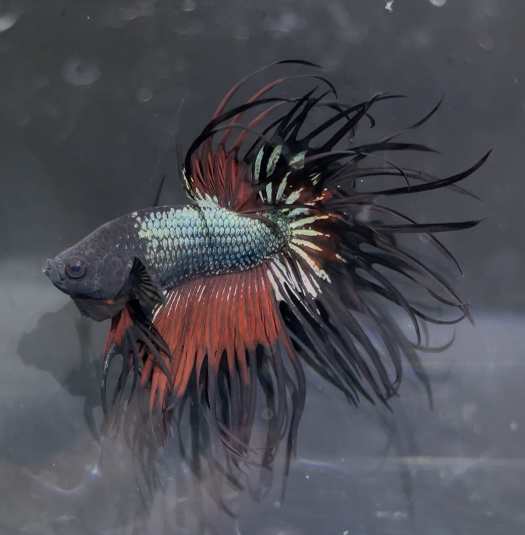 betta1371