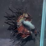 betta1371