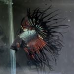 betta1371