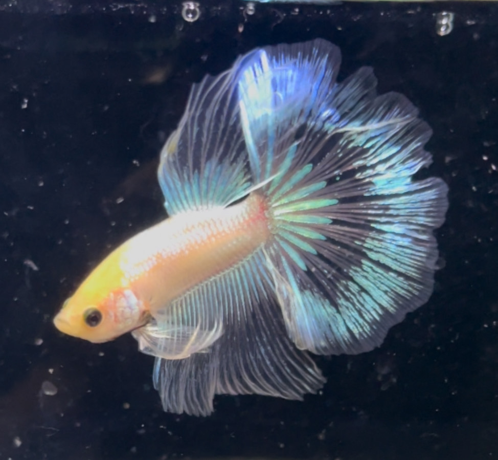 betta1368