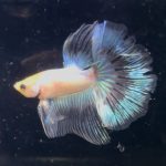 betta1368